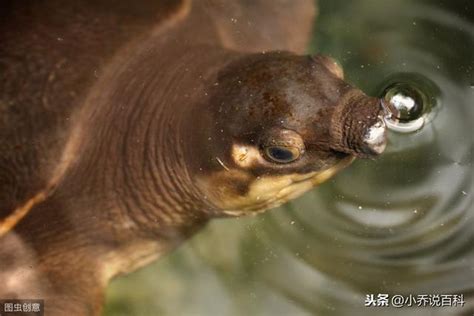 王八是烏龜還是鱉|王八、烏龜、鱉、甲魚到底有什麼區別？